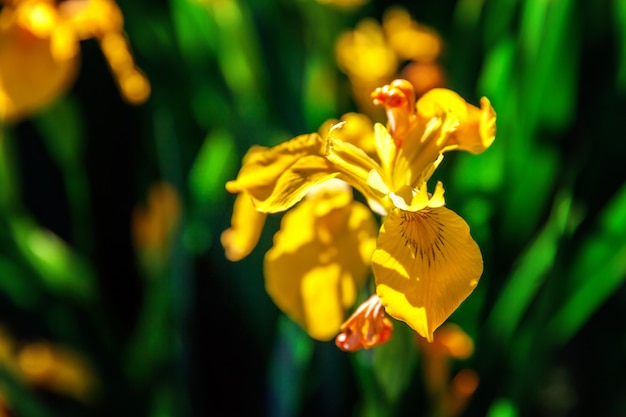 Cama de flores con iris amarillos