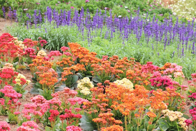 Cama de flores multicolores en el jardín.