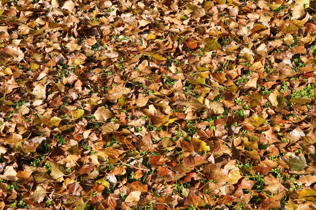 cama de hoja de otoño