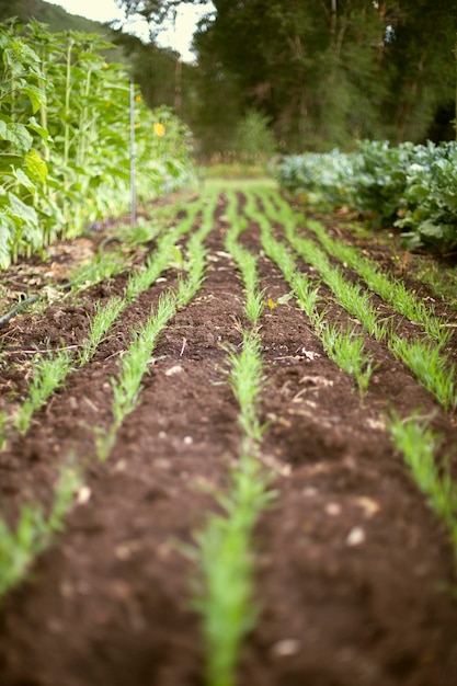 Una cama de huerta Plantada con filas de plántulas de brotes verdes y plantas Productos orgánicos frescos Huerta de mercado