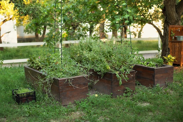 Cama de jardín alta y cálida de madera para verdor y plantas en crecimiento Hierbas y especias en el patio trasero de casa