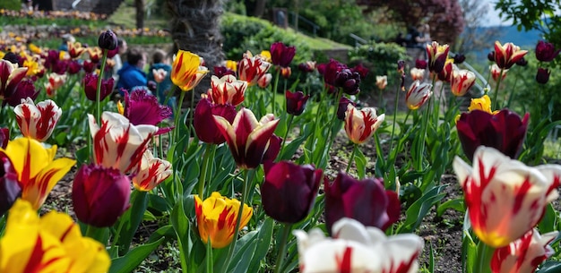 Cama de jardín de coloridos tulipanes closeup