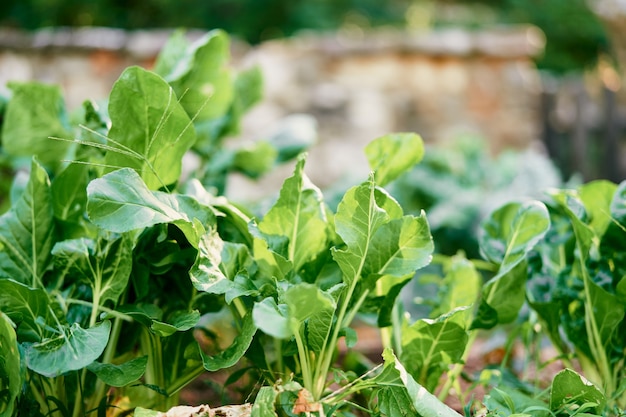 Cama de jardín con hojas de acelga verde