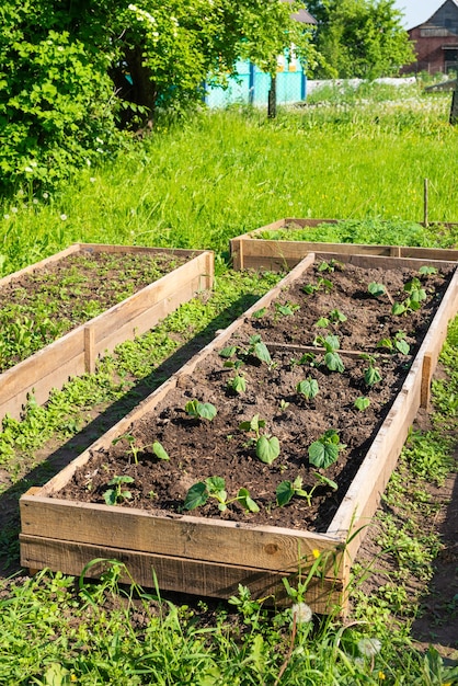 Una cama con pepinos en el jardín.