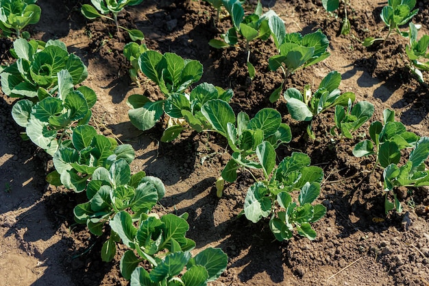 Cama con repollo joven inmaduro que crece en un huerto en el campo