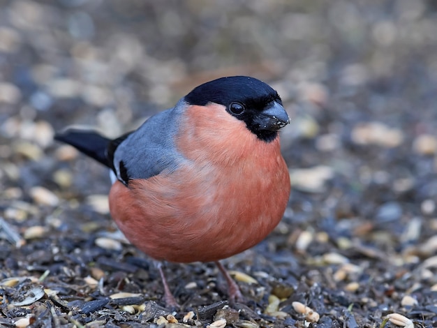 Camachuelo común (Pyrrhula pyrrhula)