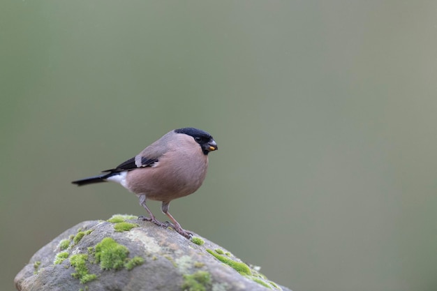 Camachuelo euroasiático, camachuelo común o camachuelo (Pyrrhula pyrrhula) León, España