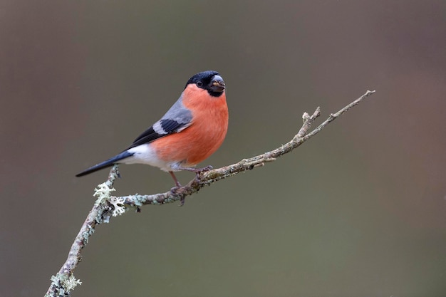 Camachuelo euroasiático, camachuelo común o camachuelo (Pyrrhula pyrrhula) León, España