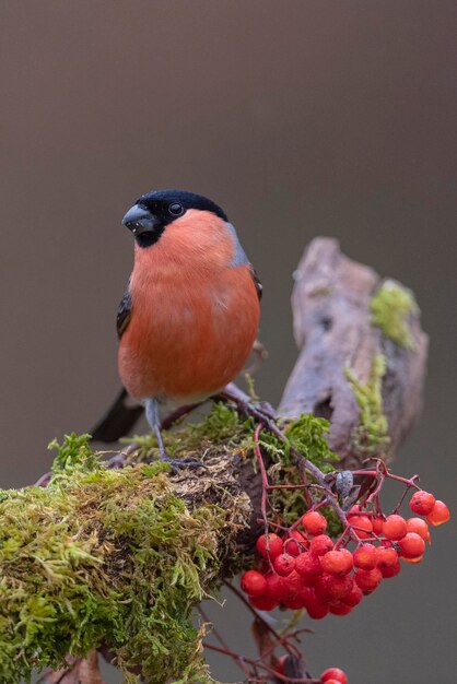 Camachuelo euroasiático, camachuelo común o camachuelo (Pyrrhula pyrrhula) León, España