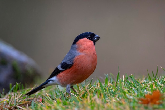 Camachuelo euroasiático, camachuelo común o camachuelo (Pyrrhula pyrrhula) León, España