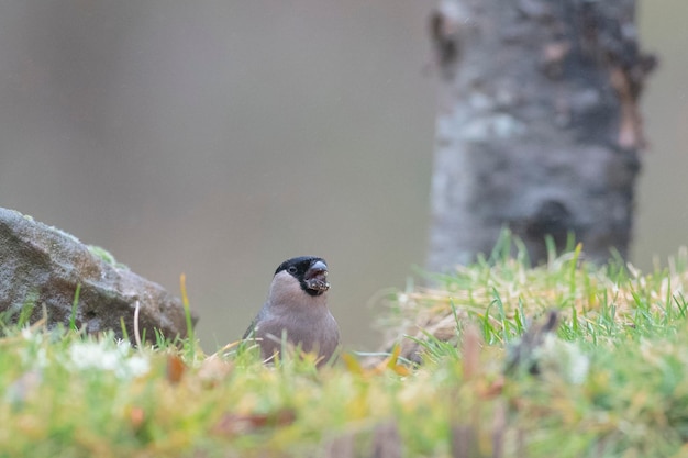 Camachuelo euroasiático, camachuelo común o camachuelo (Pyrrhula pyrrhula) León, España