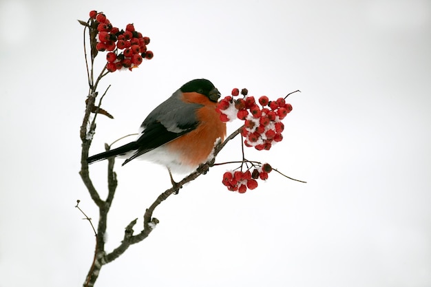 Camachuelo euroasiático macho comiendo bayas en un bosque de robles bajo una fuerte nevada en enero