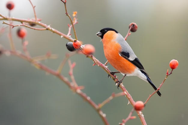 Camachuelo euroasiático macho sentado en rosa mosqueta en otoño.