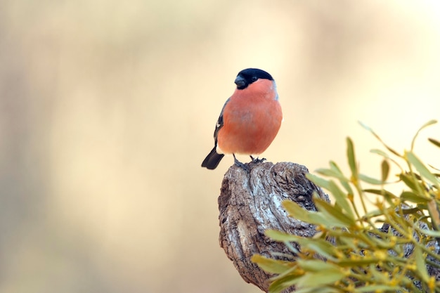 Camachuelo euroasiático macho en la última luz del día en plumaje nupcial en un día nublado