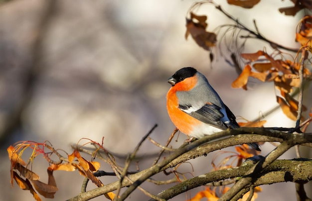 Camachuelo euroasiático Pyrrhula pyrrhula El macho se sienta en una rama y come semillas de arce