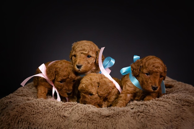 Camada de cachorros de caniche acostados en una cama de perro contra un fondo oscuro Perros diminutos Copiar espacio