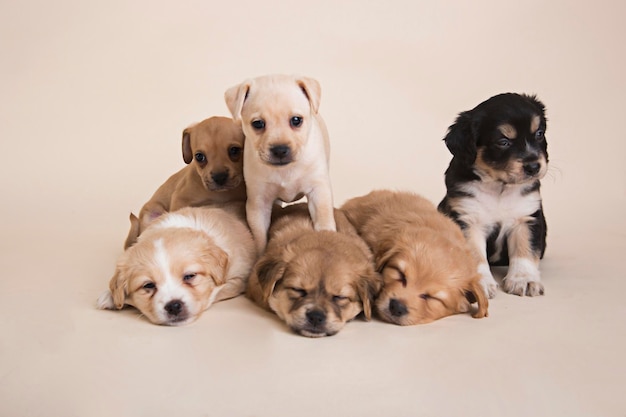 Camada de cachorros de raza mixta Recién nacidos súper dulces durmiendo foto de estudio fotografía de mascotas