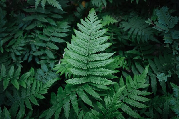 Camada plana de folhas verdes naturais de samambaia na floresta com filtro vintage