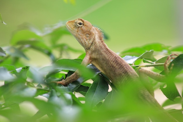 Camaleão asiático marrom em um galho