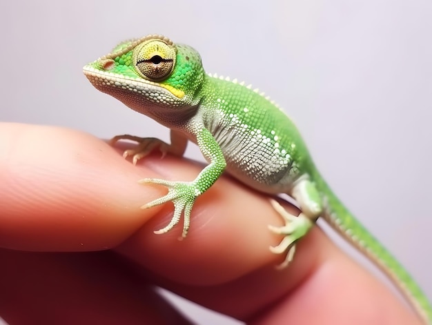 Camaleão bebê descansando no dedo humano Miniatura de lagarto gerada por IA