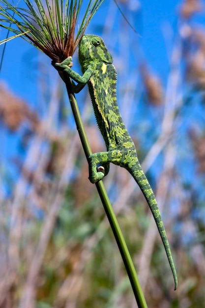 Camaleão Botswana África