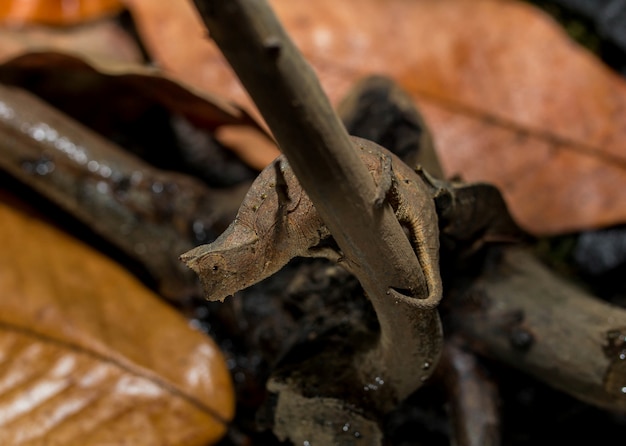 Camaleão Brookesia