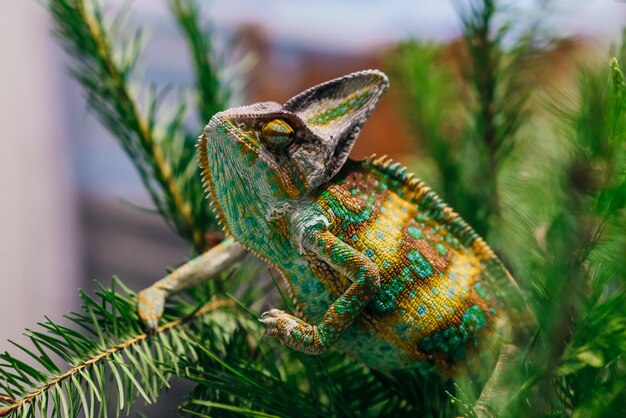 Foto camaleão colorido em mãos em fundo preto