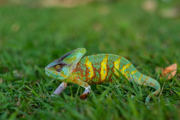 Camaleão com predador de fundo desfocado