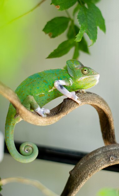 Camaleão com predador de fundo desfocado