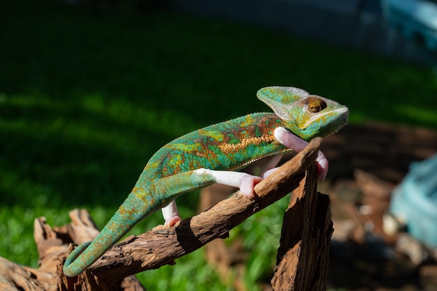 Camaleão com predador de fundo desfocado