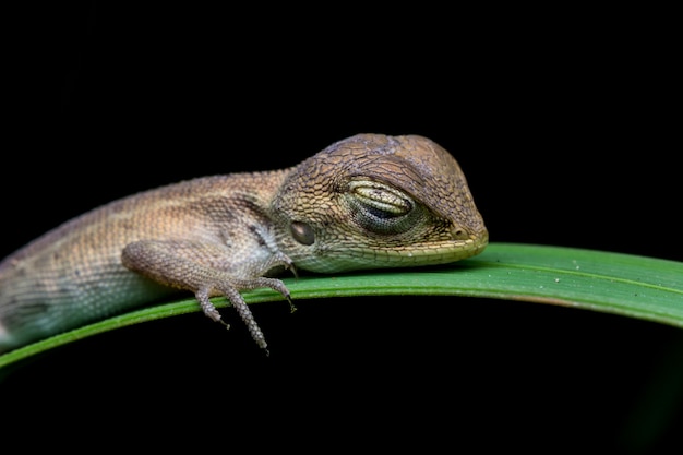 Camaleão de close-up na Tailândia