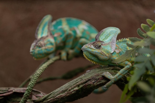 Camaleão de lagarto com fundo desfocadoxa