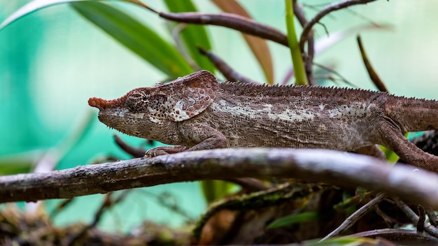 Foto camaleão em um galho na reserva vakona, andasibe. madagáscar