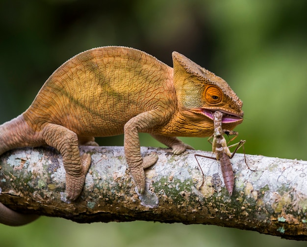 Camaleão está comendo inseto. Fechar-se. Madagáscar.