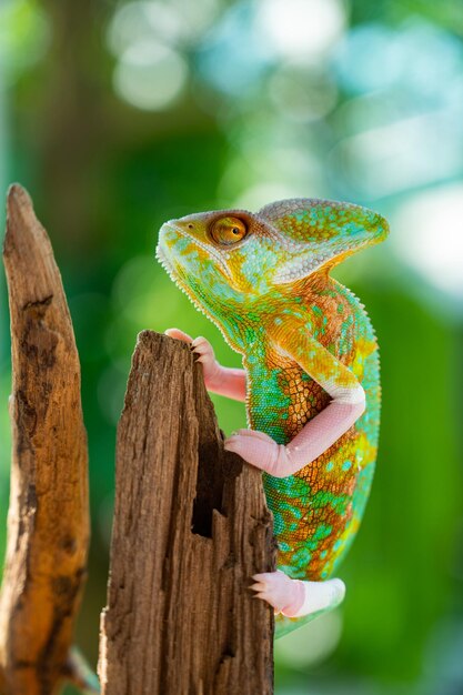 Camaleão lagarto com fundo desfocado