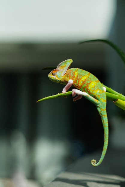 Camaleão lagarto com fundo desfocado