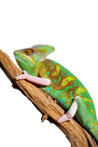 Camaleão lagarto com fundo desfocado