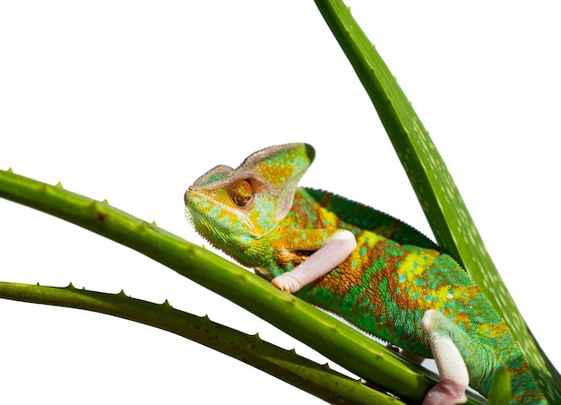 Camaleão lagarto com fundo desfocado