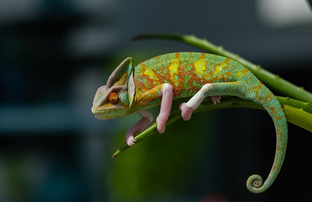 Camaleão lagarto com fundo desfocado