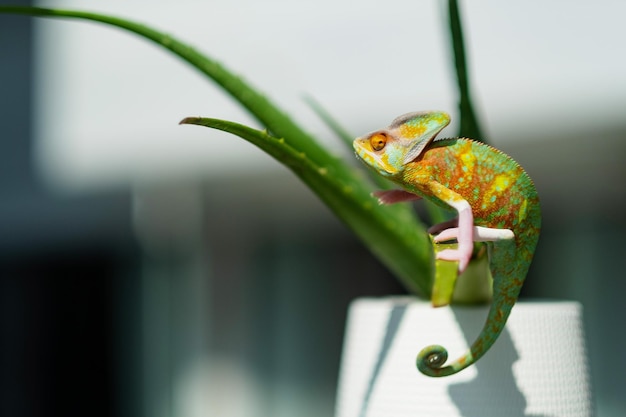 Camaleão lagarto com fundo desfocado