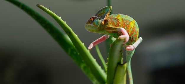 Camaleão lagarto com fundo desfocado