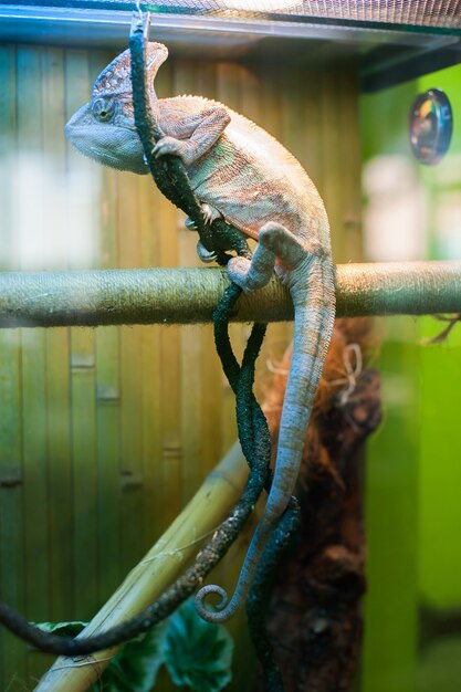 Camaleão no jardim zoológico