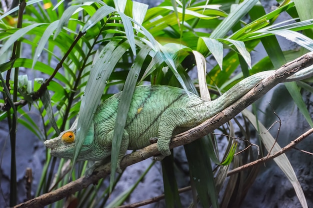 Camaleão-pantera do lagarto verde em um galho se escondendo da chuva.