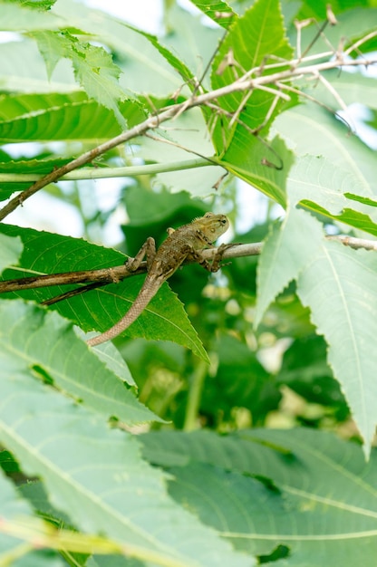 Foto camaleão sentado no galho em folhas