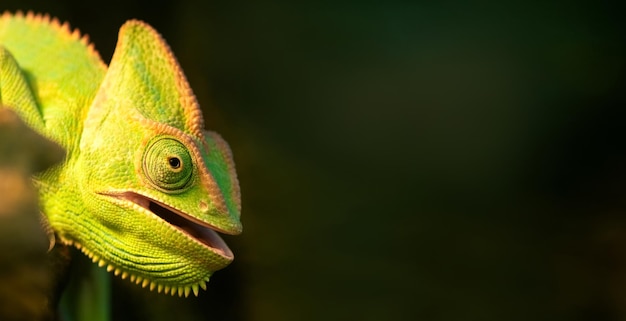 Camaleão verde bonito com a boca aberta fecha o retrato