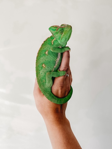 Camaleão Verde e Marrom na Mão das Pessoas