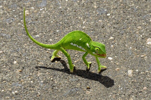 Camaleão verde na estrada de asfalto