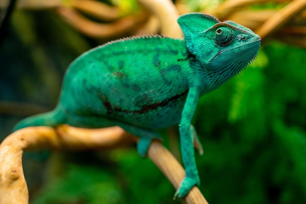 Camaleão verde no terrário. Olhar camaleão.