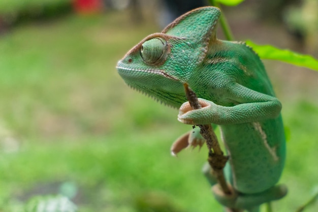 Camaleão verde velado