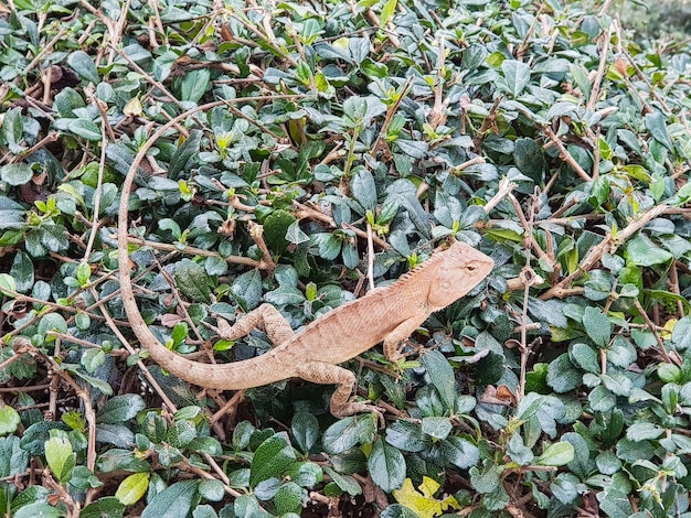 Camaleón en un árbol en la naturaleza de Tailandia